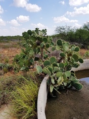 Opuntia alta