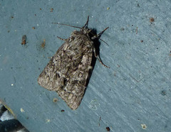 Acronicta impressa