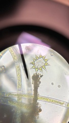Hydrodictyaceae