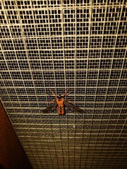 Cosmosoma sectinota