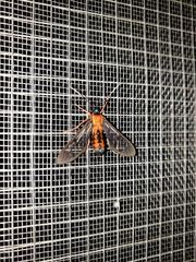 Cosmosoma sectinota