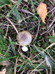 Russula versicolor