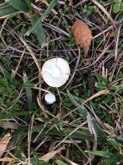 Russula versicolor