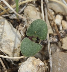 Salvia whitehousei