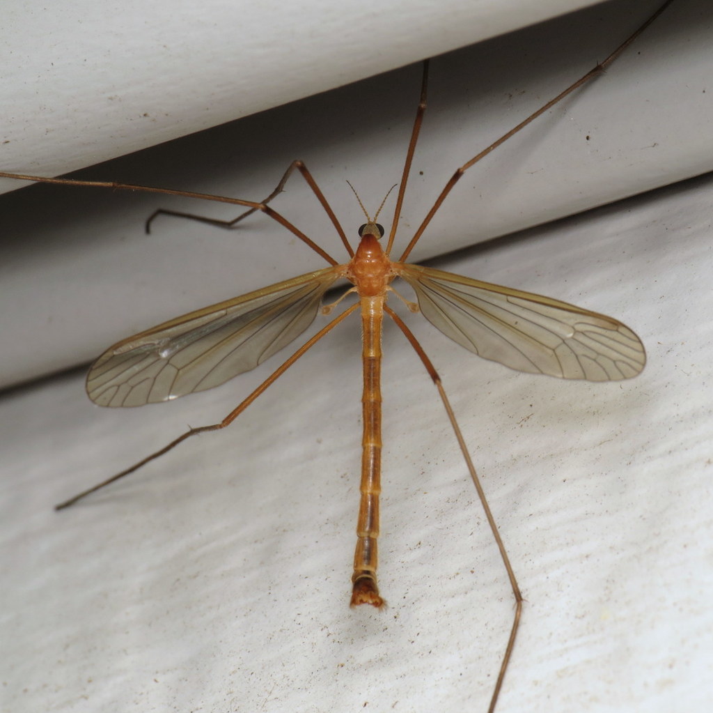 Tricyphona autumnalis