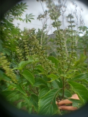 Lamiaceae