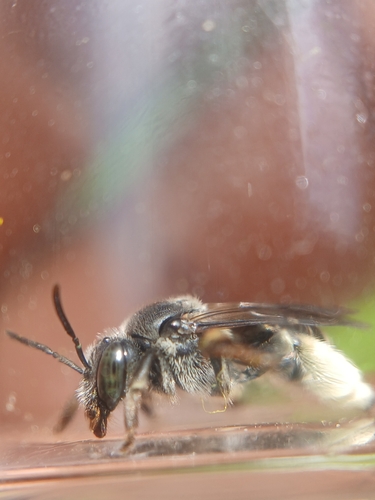 Macropis patellata photographed in Connecticut
