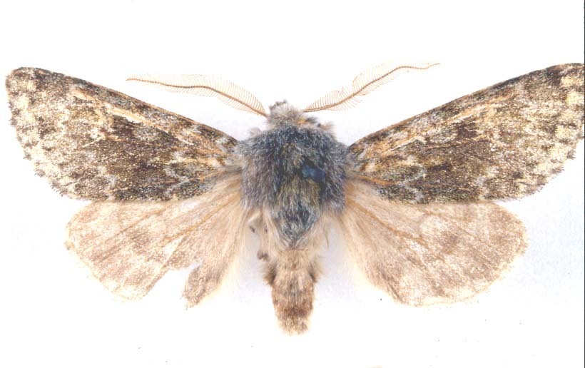 Ichneutica