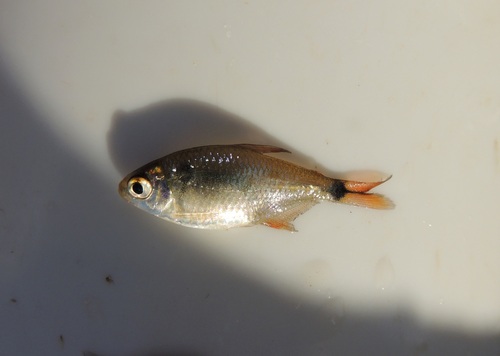 Luetken's tetra (Hyphessobrycon luetkenii) — Characidae — 3