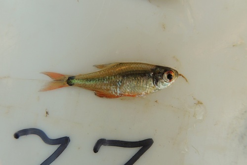 Southern tetra (Hyphessobrycon meridionalis) — Characidae — 3