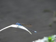 Argia rhoadsi