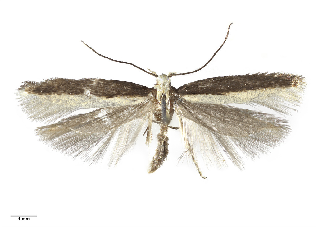 Kiwaia parvula