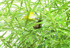 Cinnyris bifasciatus