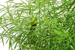 Cinnyris bifasciatus