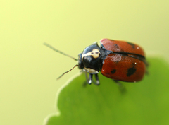 Cryptocephalus octopunctatus
