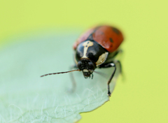 Cryptocephalus octopunctatus