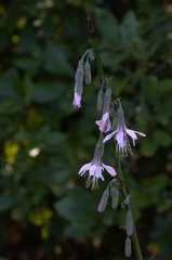 Nabalus autumnalis