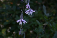 Nabalus autumnalis