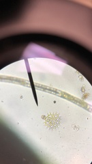 Hydrodictyaceae