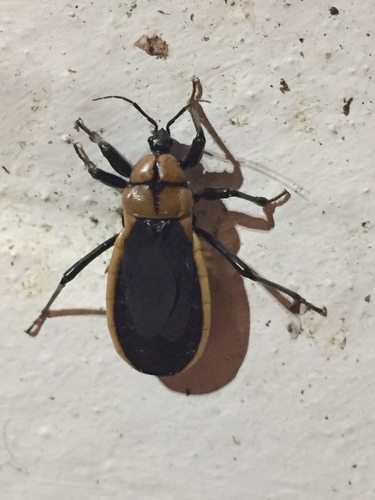 Photo of Millipede Assassin (Ectrichodia crux)