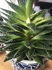 Haworthia