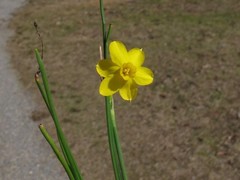Narcissus jonquilla