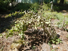 Silphium asteriscus simpsonii