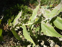Silphium asteriscus simpsonii
