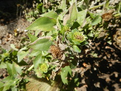 Silphium asteriscus simpsonii