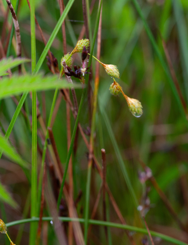 marsh straw sedge (Carex hormathodes)