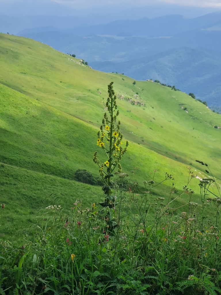 Verbascum pyramidatum; photograph ks1v, CC0, iNaturalist via GBIF