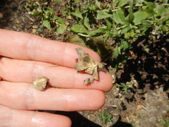 Silphium asteriscus simpsonii