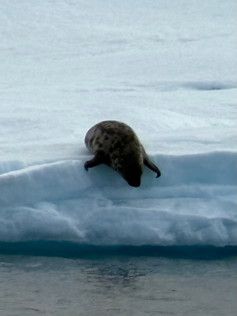 Young hooded seal with a spotted coat lying on drifting sea ice