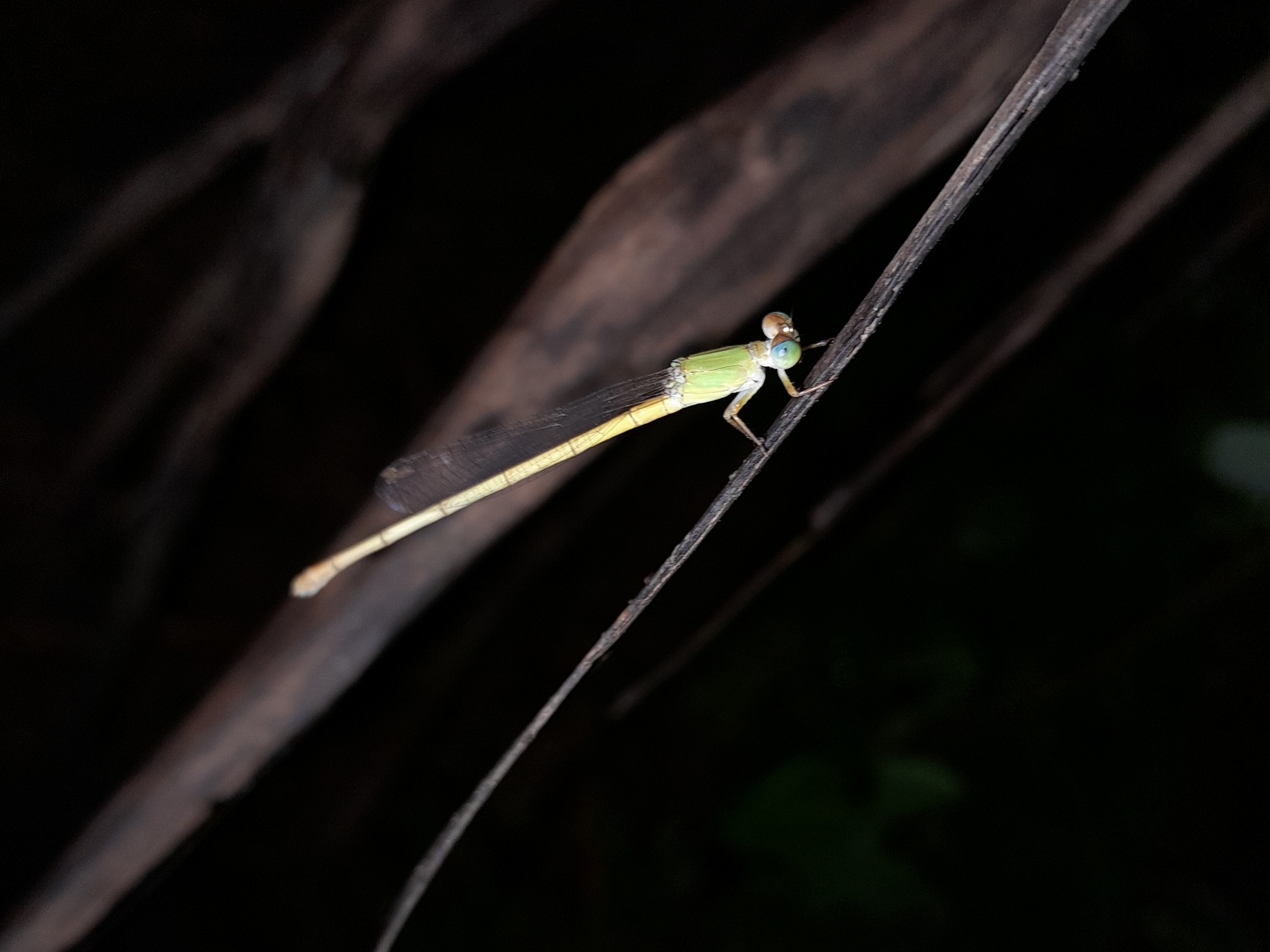 Coromandel Marsh Dart