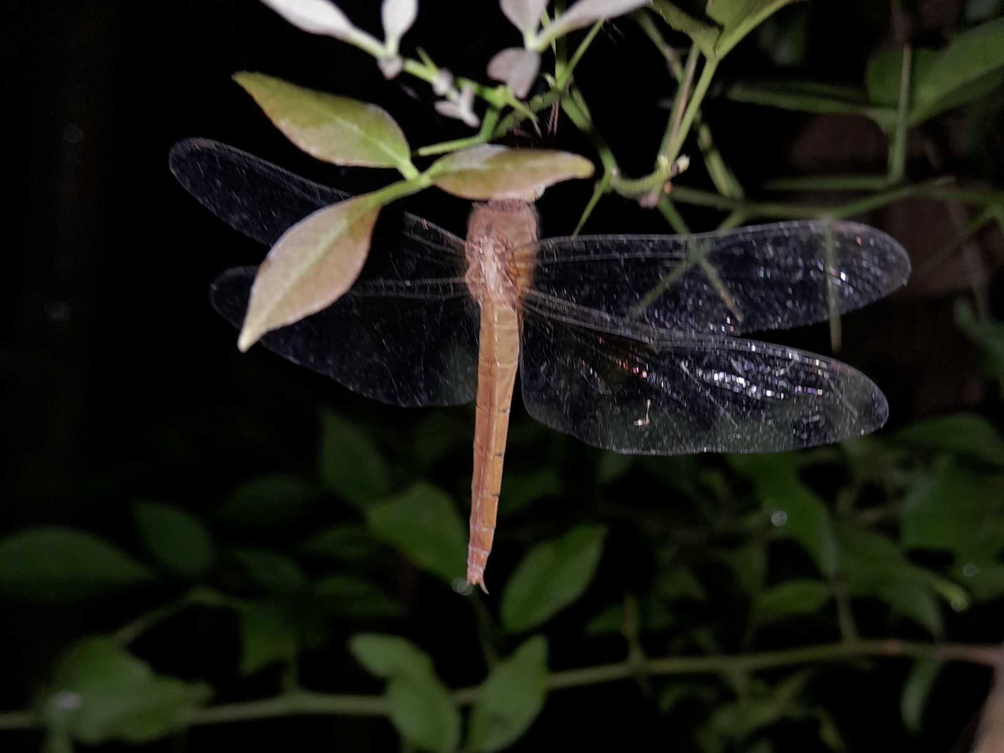 Coral-Tailed Cloudwing