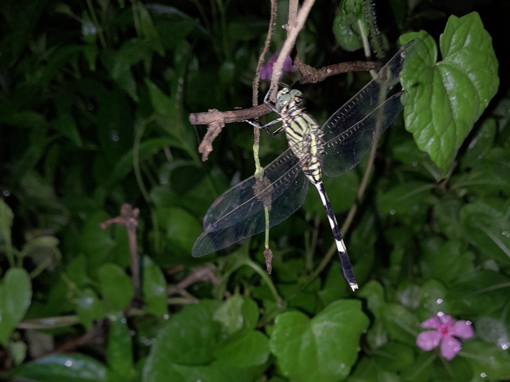 Slender Skimmer