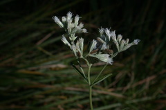 Eupatorium leucolepis