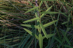 Eupatorium leucolepis