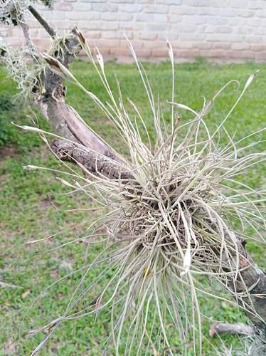 Tillandsia recurvata