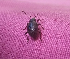 Otiorhynchus cribricollis