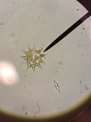 Hydrodictyaceae