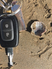Aequipecten tehuelchus