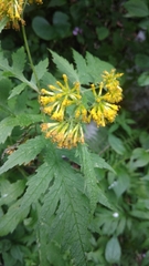 Senecio grandiflorus