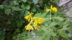 Senecio grandiflorus