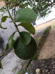 Citrus × limon