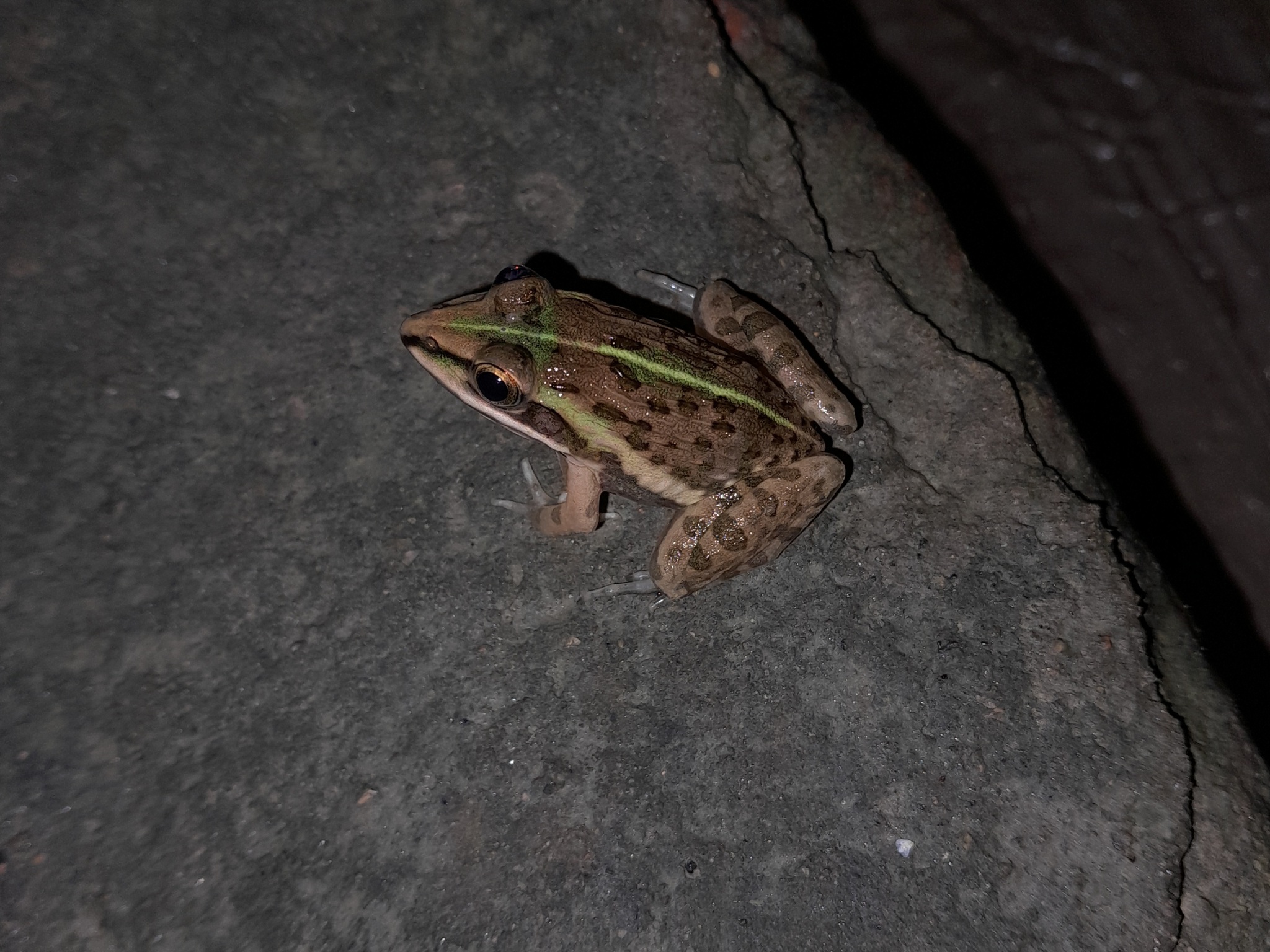 Indian Bull Frog