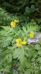 Senecio grandiflorus