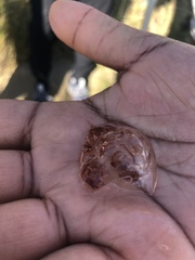 Rhizostomatoidea