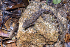 Chinese Crocodile Lizard photo 1