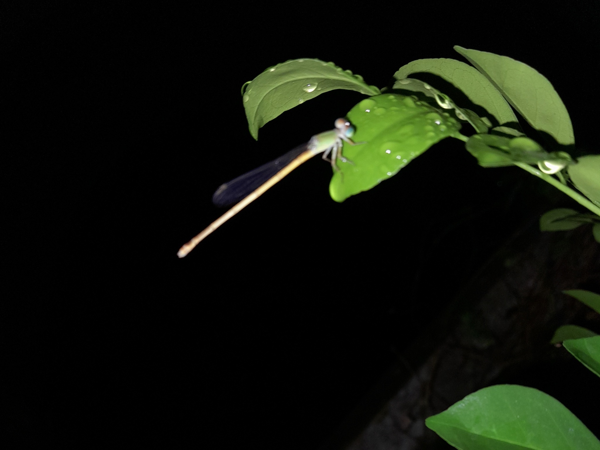 Coromandel Marsh Dart